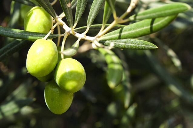 beneficios de comer olivas nunha dieta cetogénica